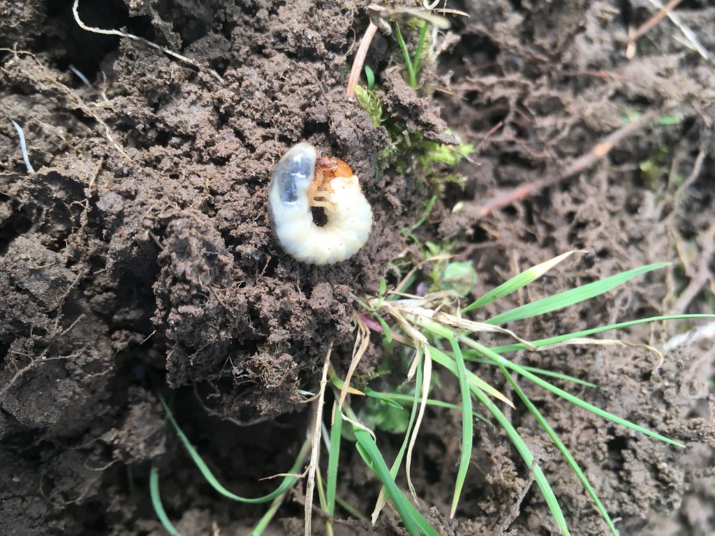 Bugs in Turf in Arizona