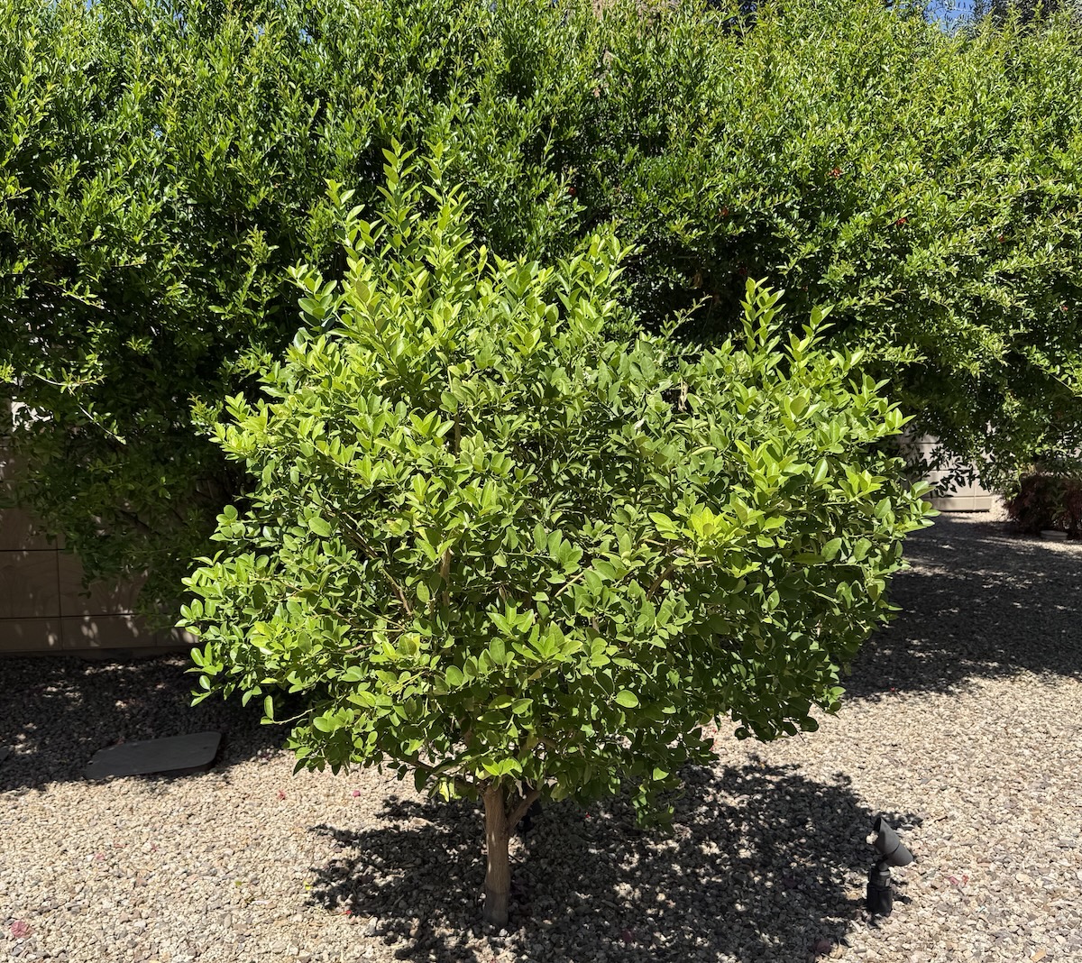 Phoenix plant health care landscaping services