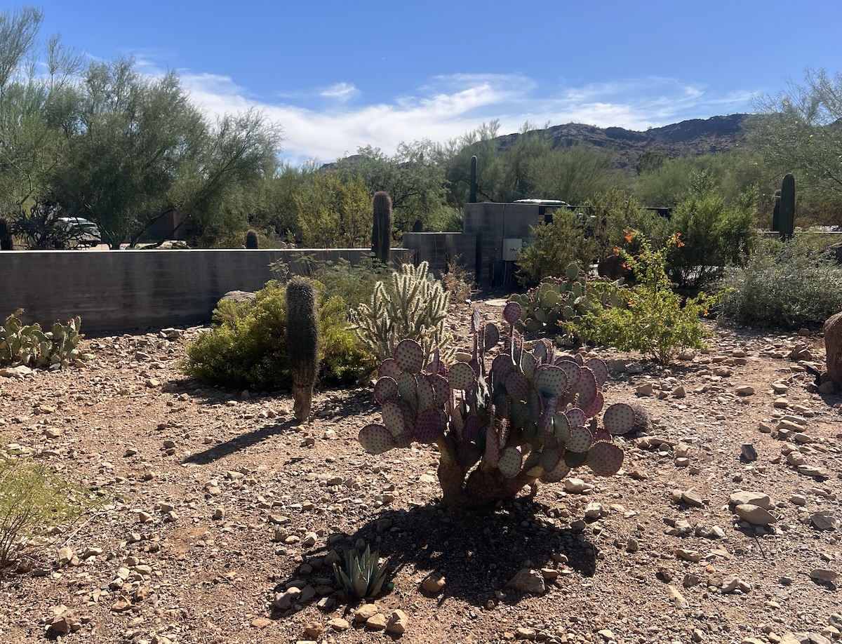 Phoenix plant health care landscaping services