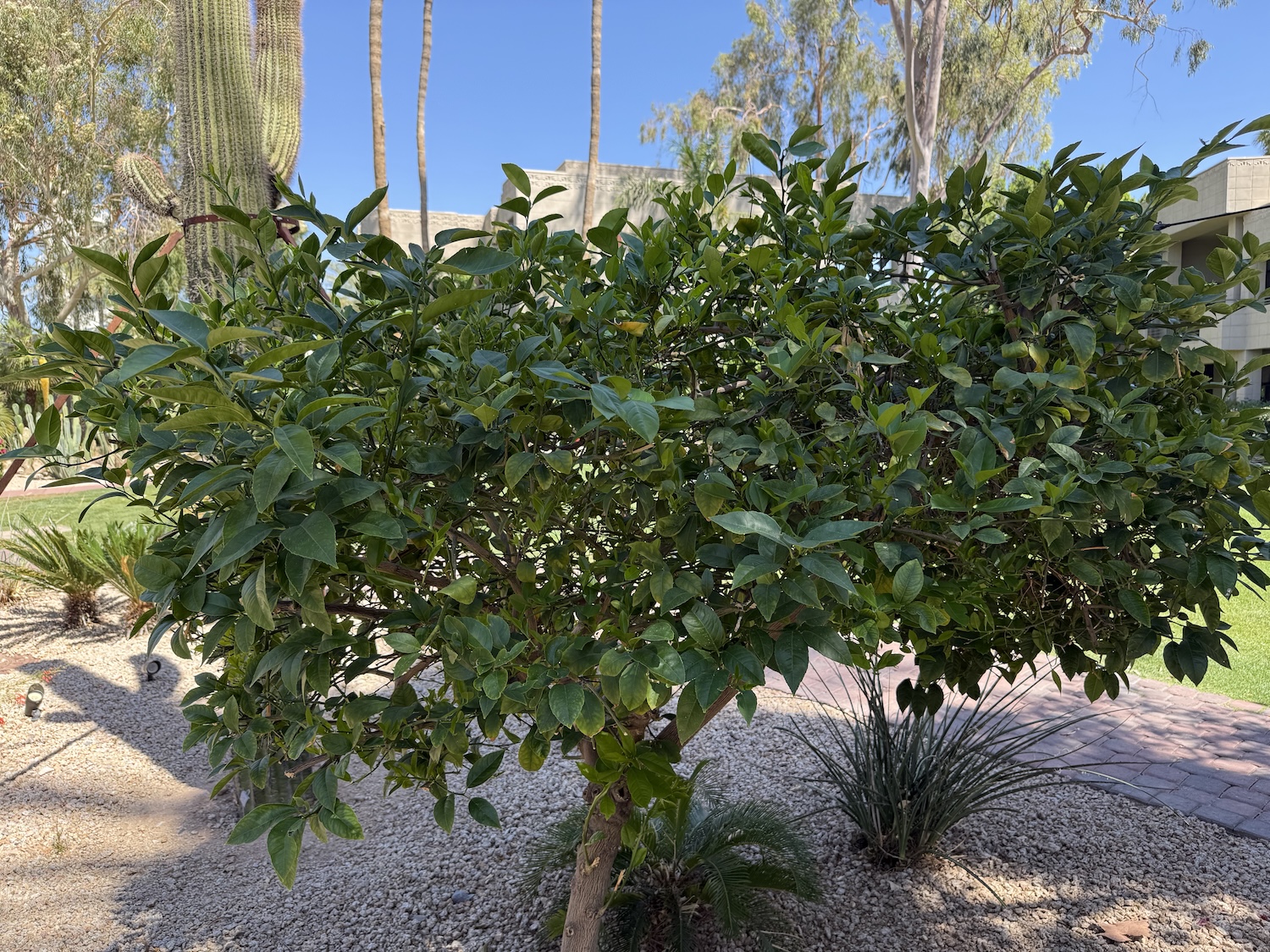 Phoenix weed control services
