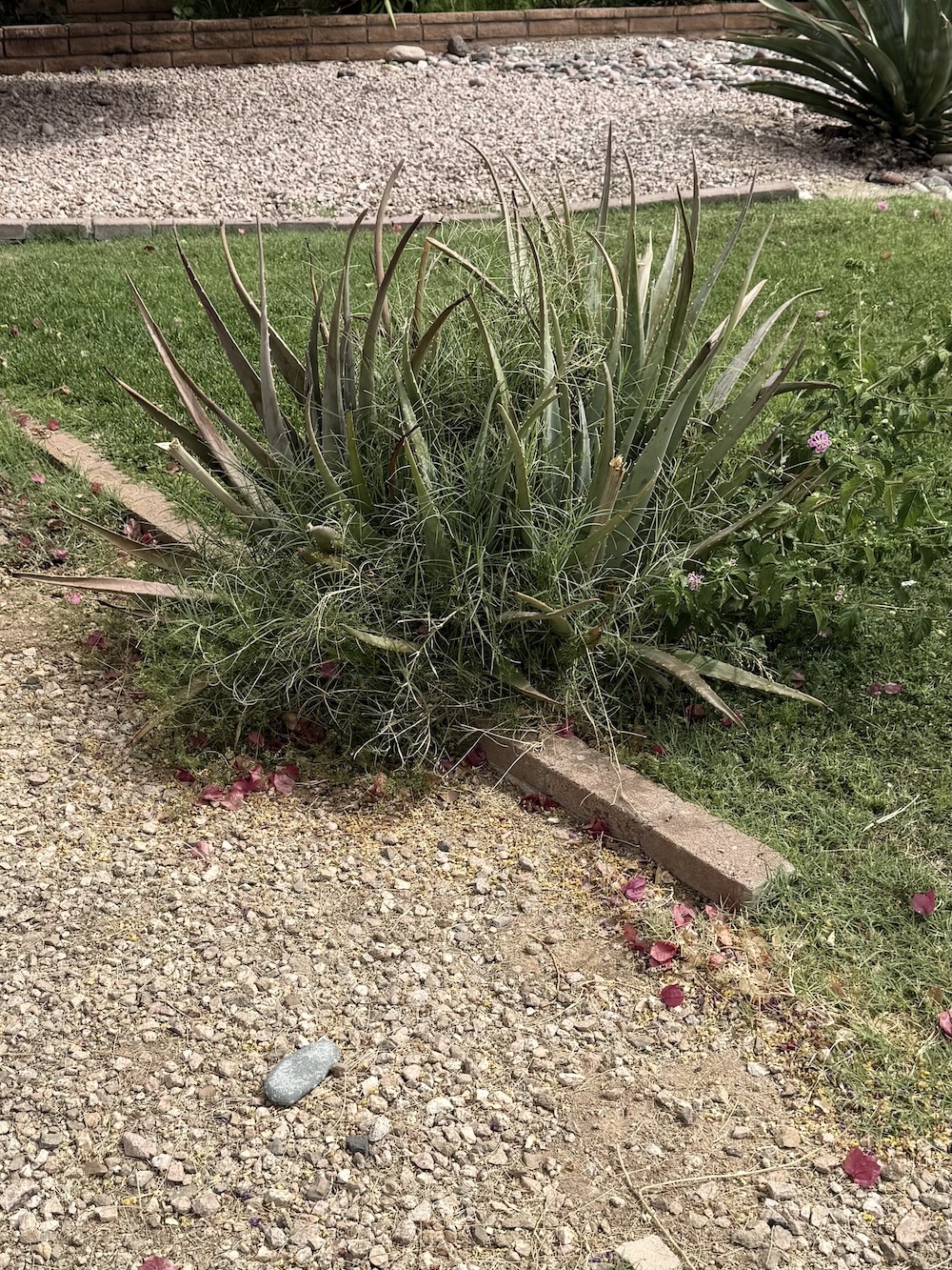 Phoenix weed control services