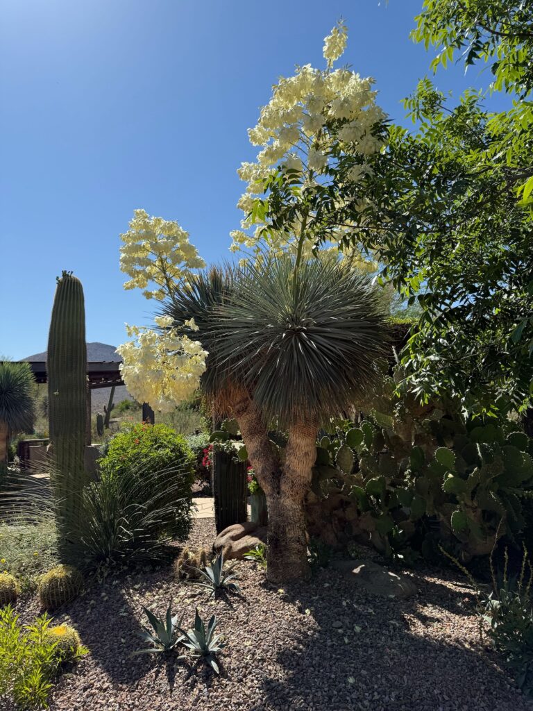 Cactus and trees in an Arizona yard