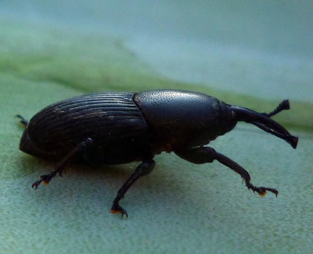 Agave snout weevil in Arizona
