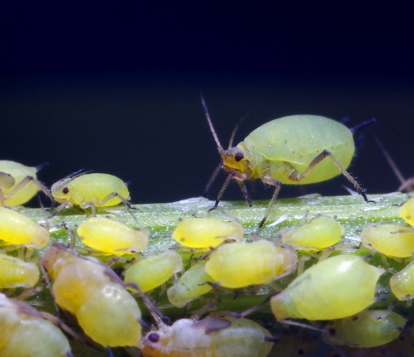 Aphids damaging a plant
