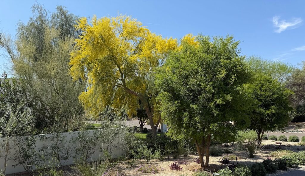 Great trees planted in Phoenix, Arizona