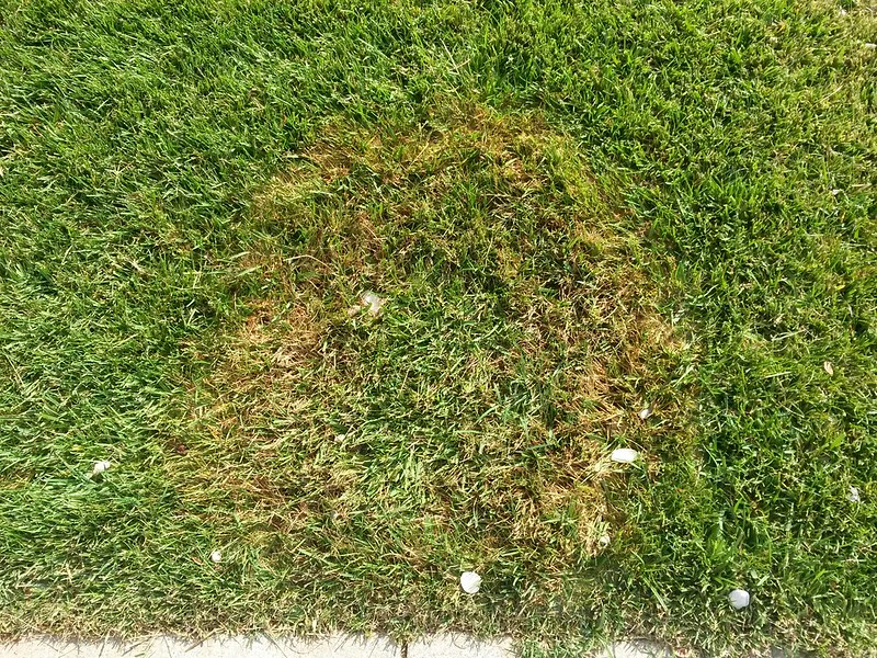 Diseased Grass in Arizona
