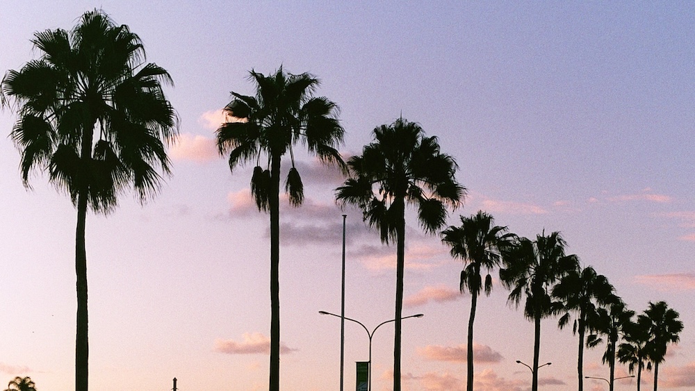 Palm Trees in Arizona