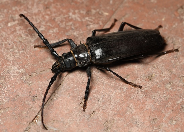 Palo Verde Root Borer in Phoenix