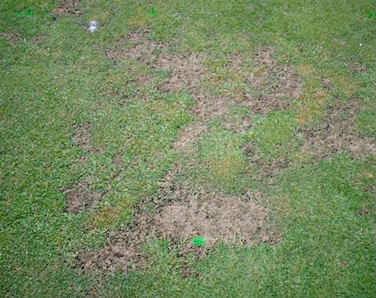 pearl scale on lawn