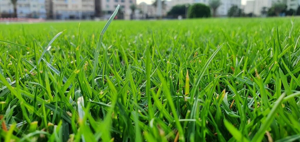 Ryegrass overseeding in Arizona