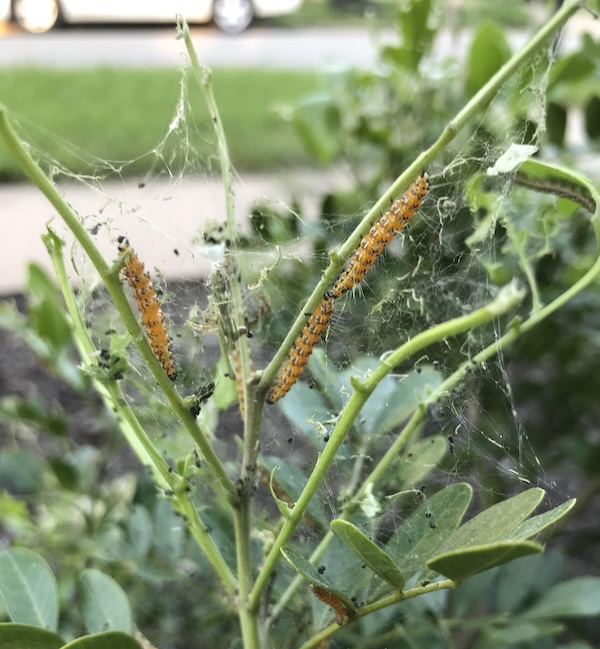 Skeletonizer Caterpillar on Texas Mountain Laurel
