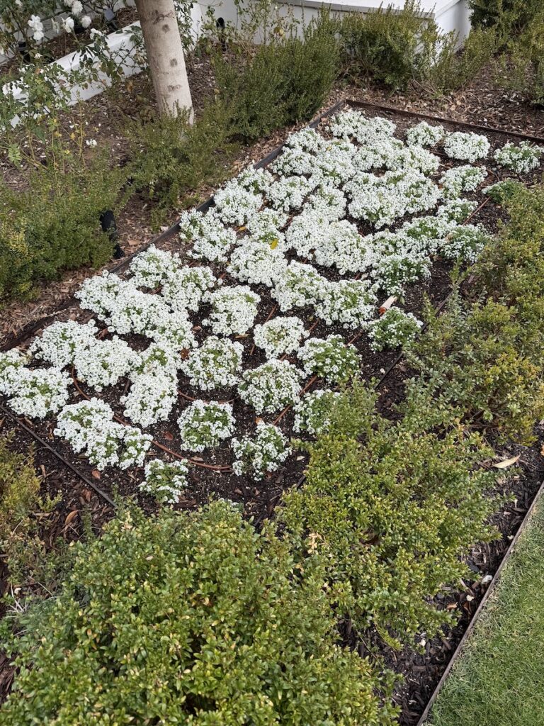 Soil management to create beautiful plants in Phoenix