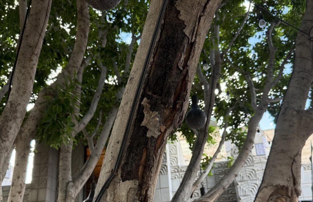 Tree with sooty canker disease