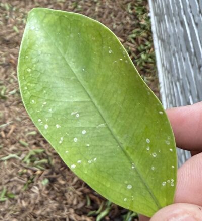 white flies damaging ficus leaf