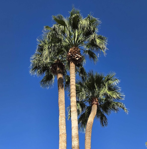 palm trees in paradise valley, arizona