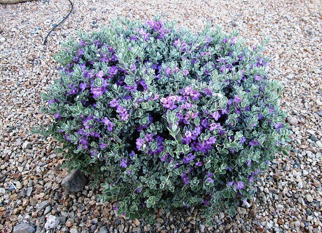 Texas Sage Shrub in Arizona