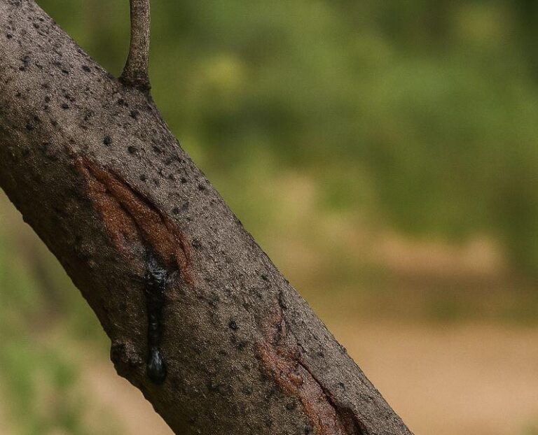 Bot canker on a tree in Arizona