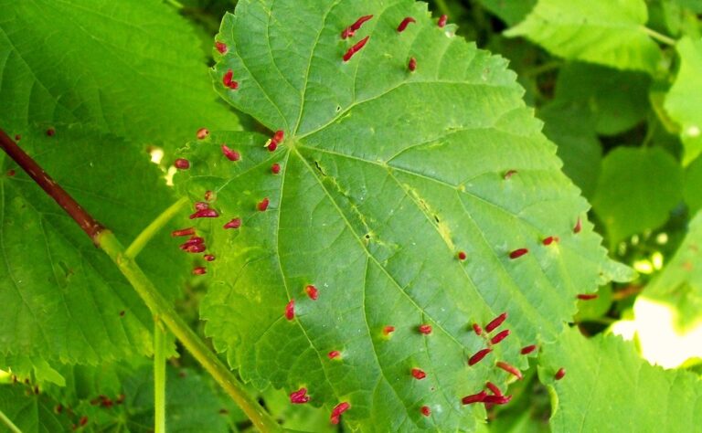 Leaf gall mites on tree