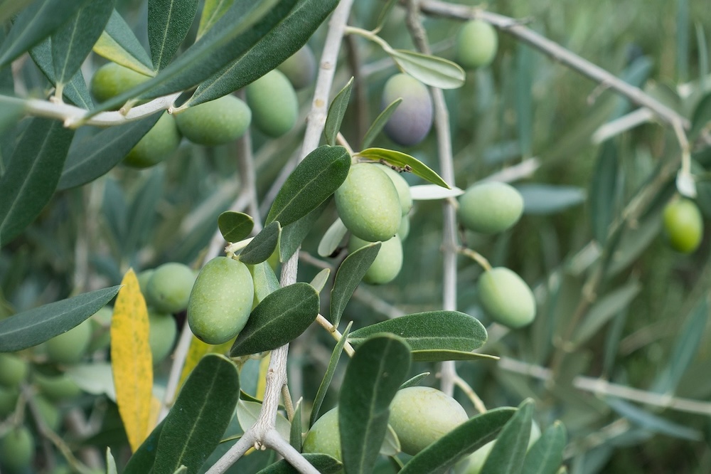 Olive tree suppression in Phoenix Arizona