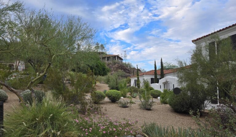 Tree heat stress Phoenix, Arizona