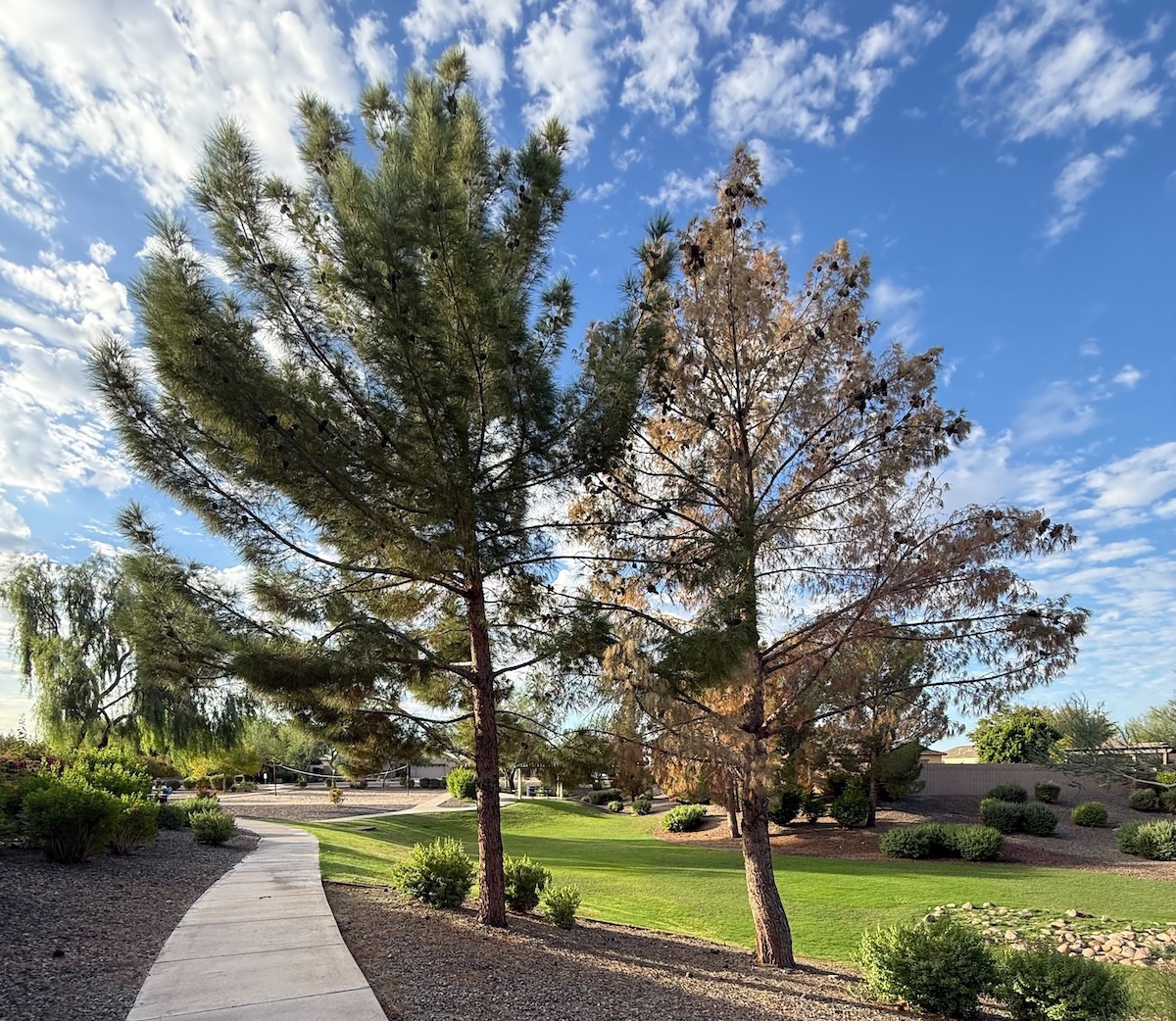 Dying tree in Chandler Arizona