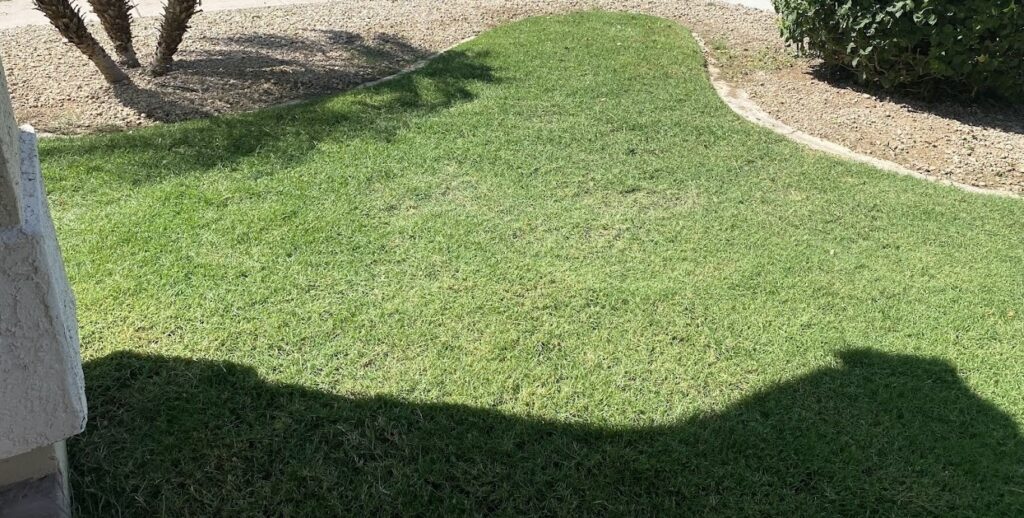 Lawn after acid flush treatment in Phoenix