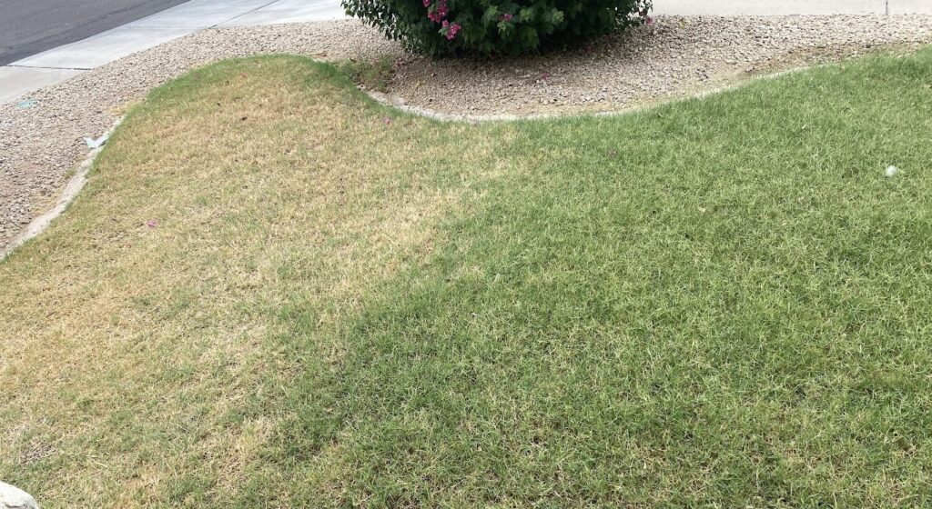 Lawn in Phoenix before Acid Flush Treatment