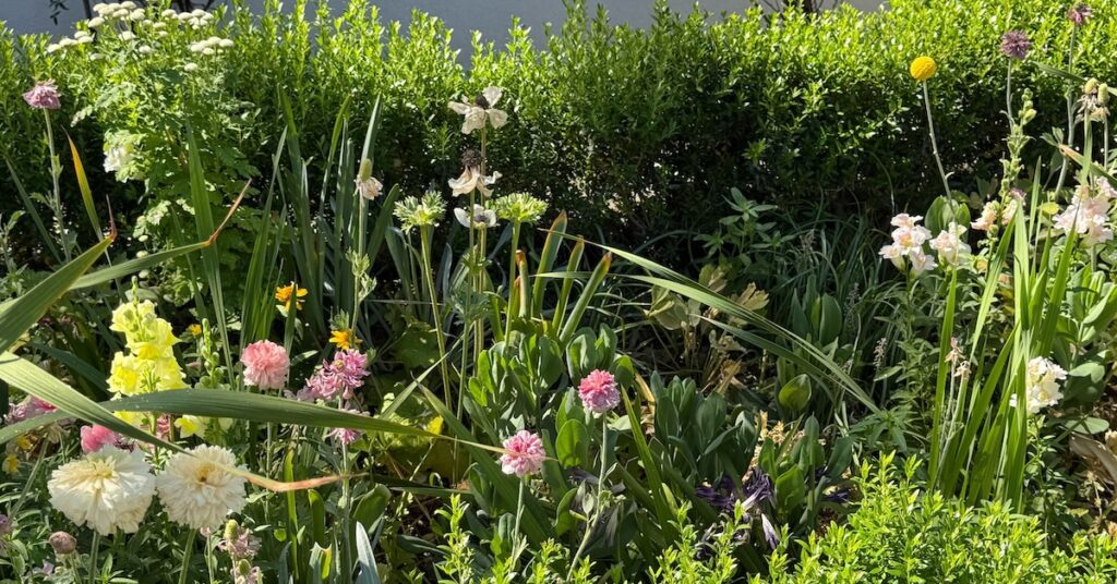Irrigation drip system with flowers and plants