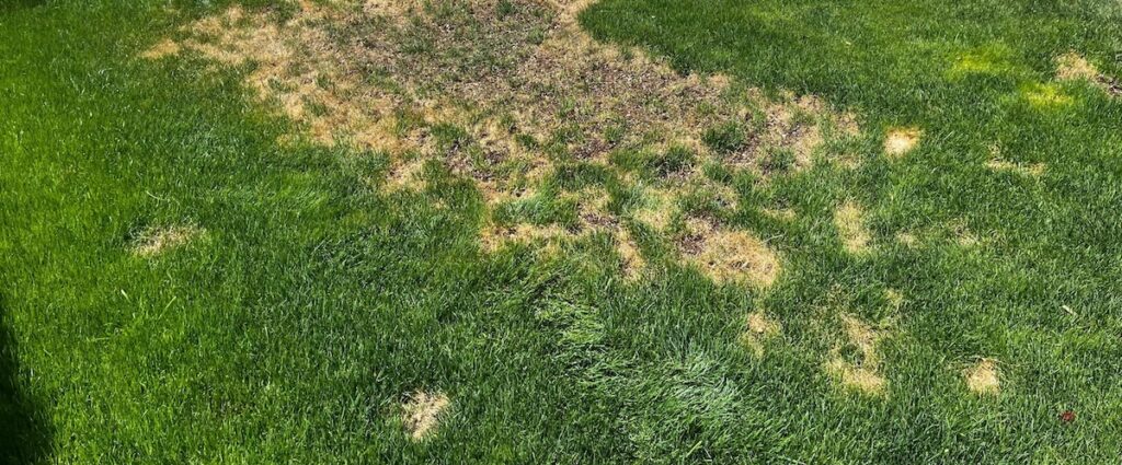 Heat-stressed bermudagrass in Phoenix