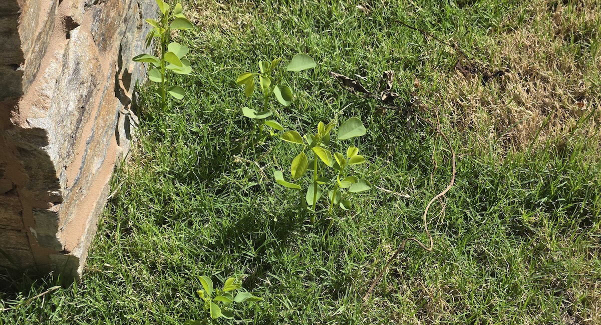 Weed control not working on lawn in Arizona