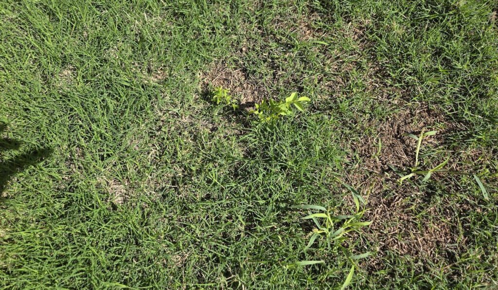 When to apply pre-emergent weed control in Phoenix