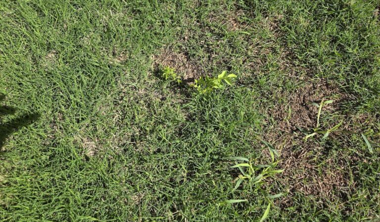 When to apply pre-emergent weed control in Phoenix
