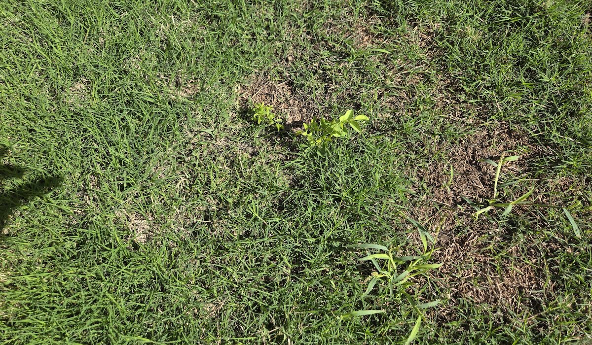 When to apply pre-emergent weed control in Phoenix