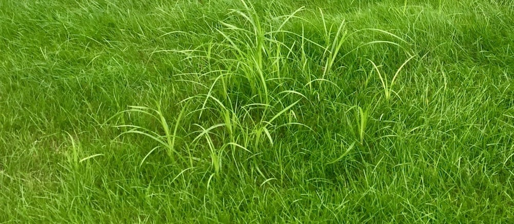Nutsedge in Phoenix Lawn