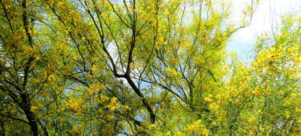 Palo Verde Tree in Scottsdale, AZ