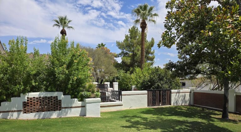 Trees in Phoenix Yard