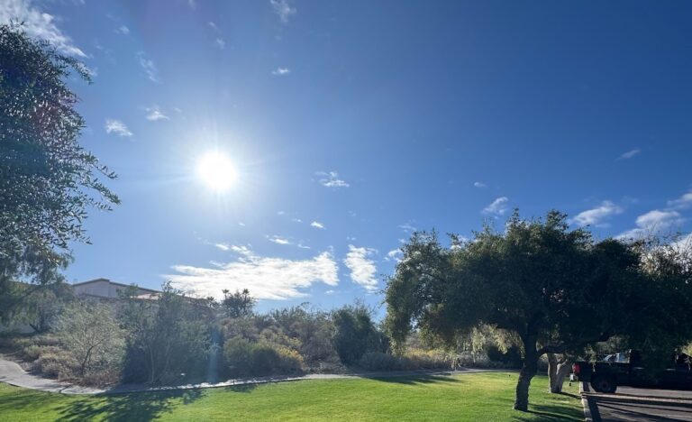 Arizona Trees in Summer Sun